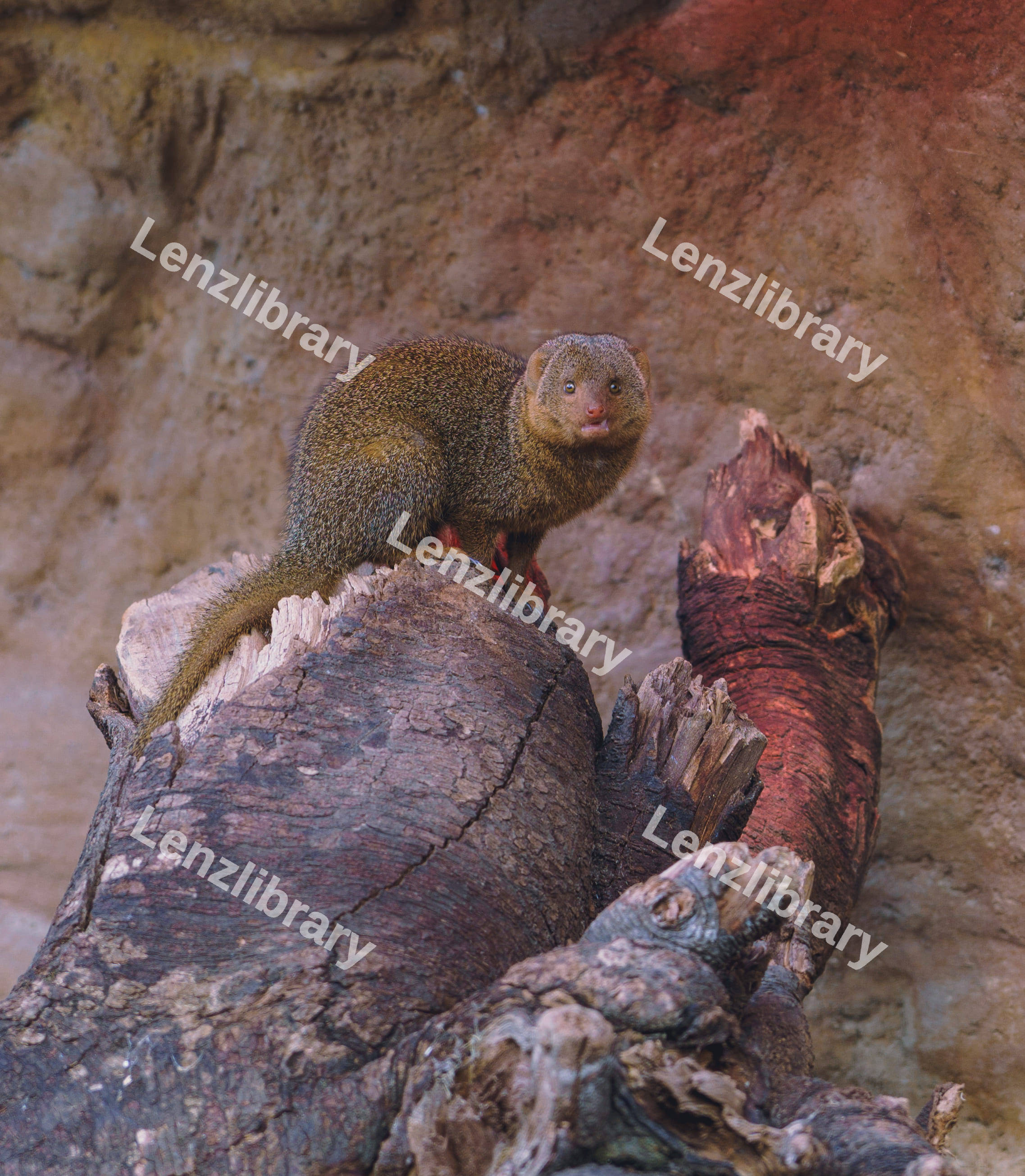 A Mongoose On A Tree Stump